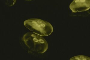 Bacteria in Industrial Applications