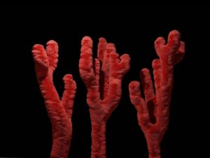 Bacterial Diseases Throughout History