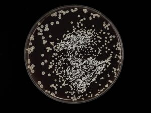 Biofilms How Bacteria Build Communities