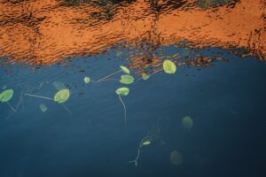 Endospores Bacterial Survival Mechanisms