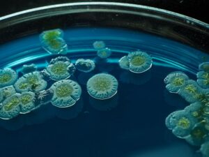 Evolutionary Arms Race Bacteria vs. Viruses (Phages)