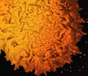 Marine Bacteria Life Beneath the Waves
