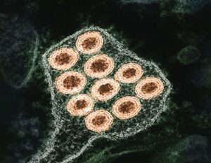 Symbiotic Relationships Between Bacteria and Hosts