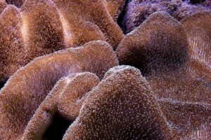Synthetic Biology and Engineered Bacteria