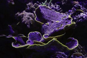 The Genetics of Bacteria Plasmids and Mutations