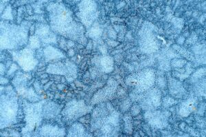 The Role of Bacteria in Waste Decomposition